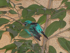 Blue Dacnis
